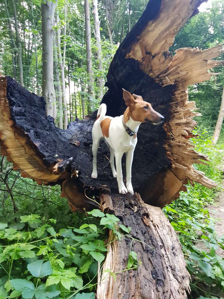Hundetreffen-Hundefreund für Mylo-Profilbild