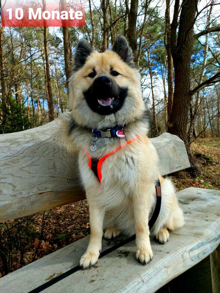 Hundetreffen-Gassirunde-Profilbild