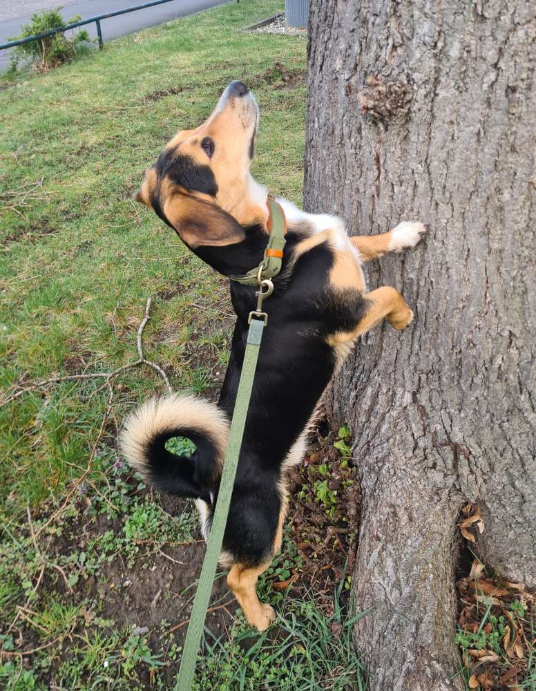 Hundetreffen-Gassirunden im Kölner Süden-Profilbild