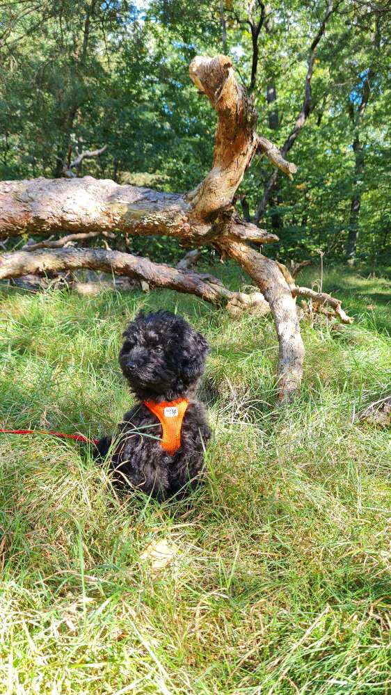 Hundetreffen-Playdates / socialization for puppys-Profilbild