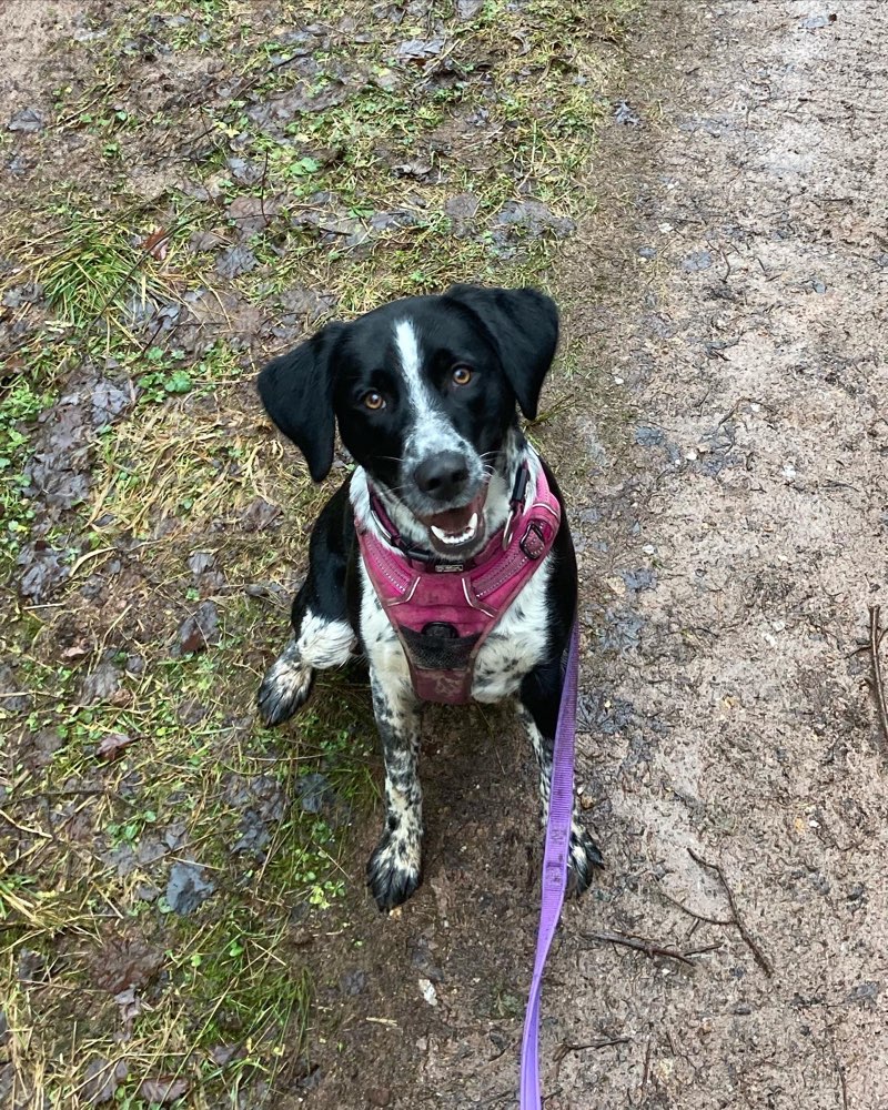 Hundetreffen-Social Walk / Begegnungstraining-Profilbild