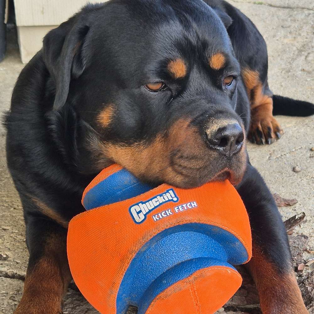 Hundetreffen-Gassi gehen, spielen, Hundebegegnungen-Profilbild