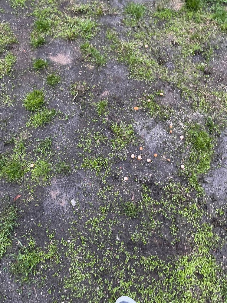 Giftköder-Giftköder-Profilbild