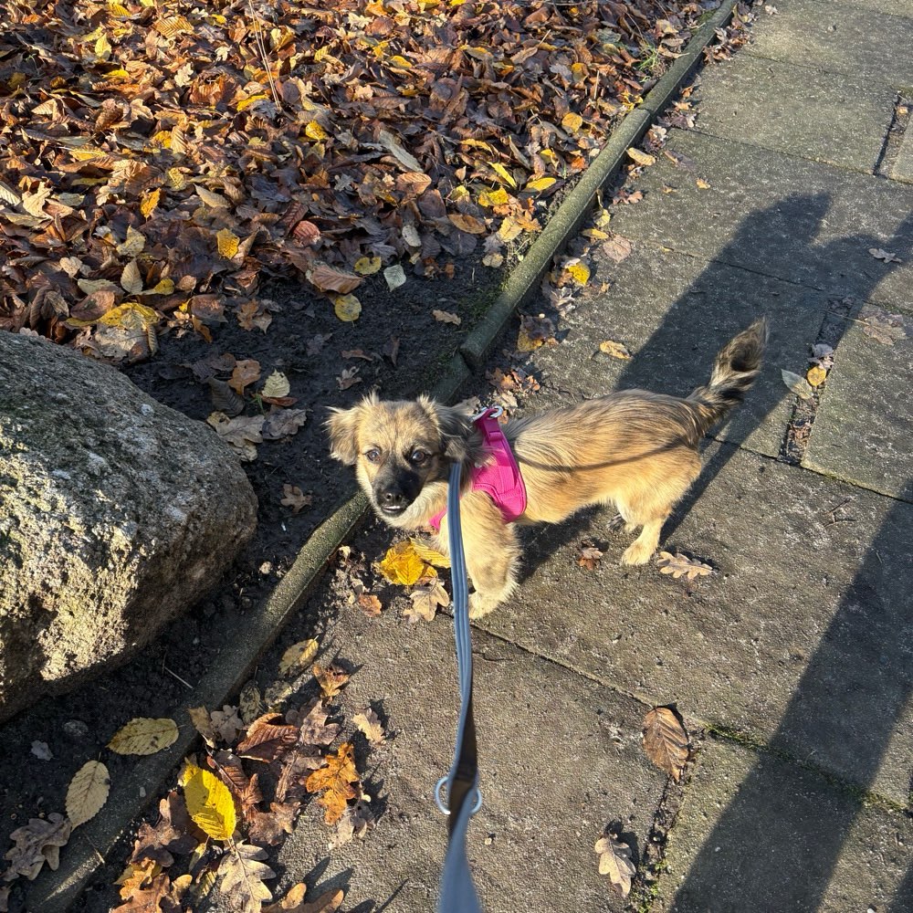 Hundetreffen-Hundekontakt , Gassi Treff-Profilbild