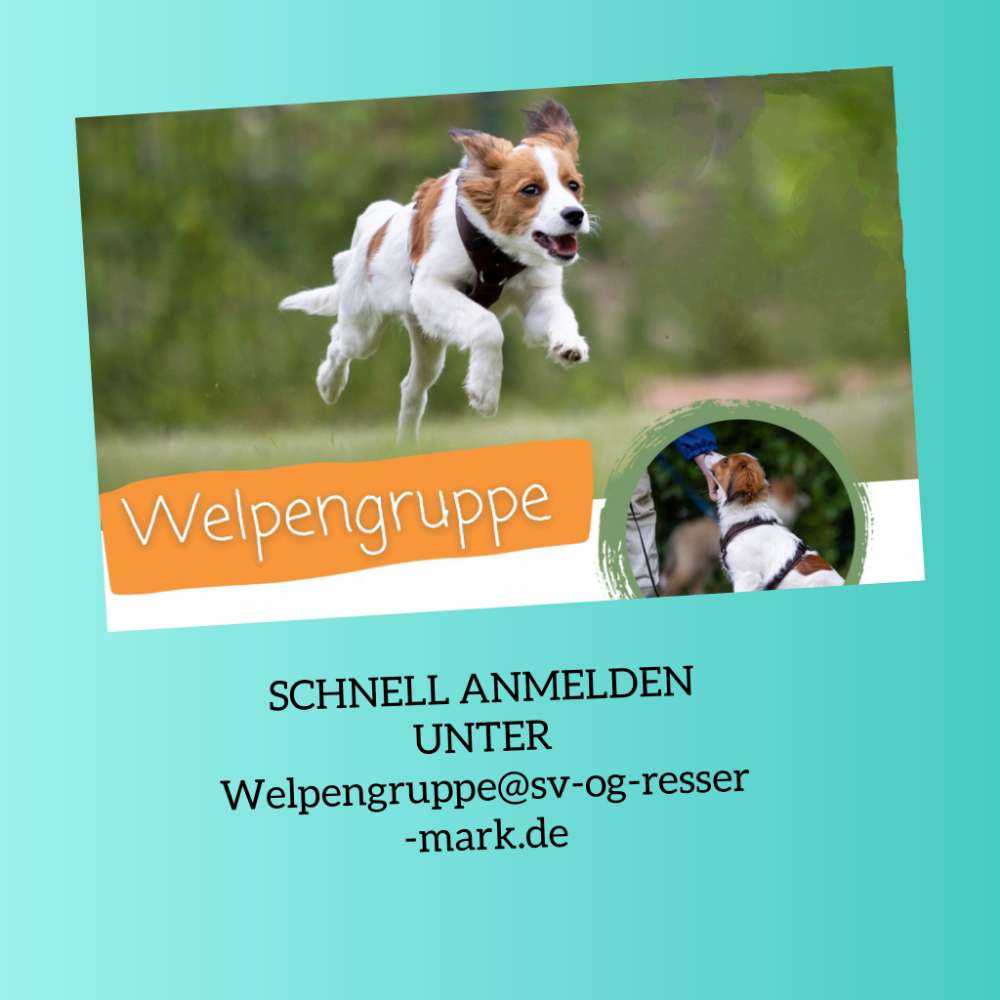 Hundetreffen-Welpengruppe-Profilbild