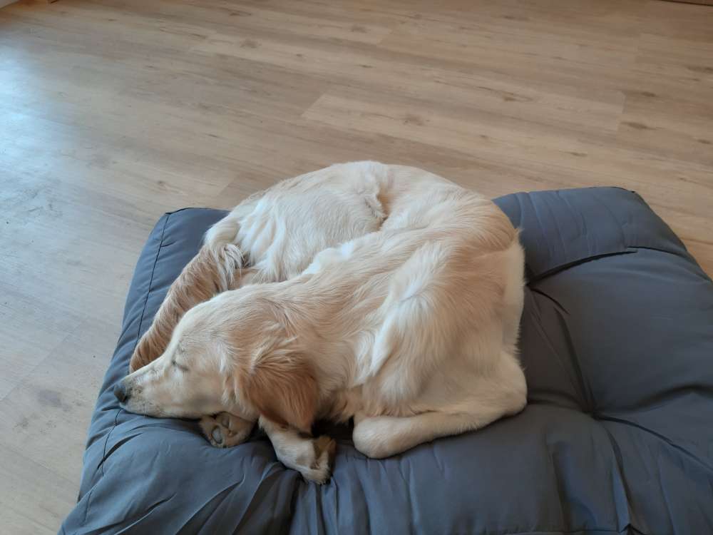 Hundetreffen-Suche Spielpartner für meine 1 jährige goldi Hündin-Profilbild