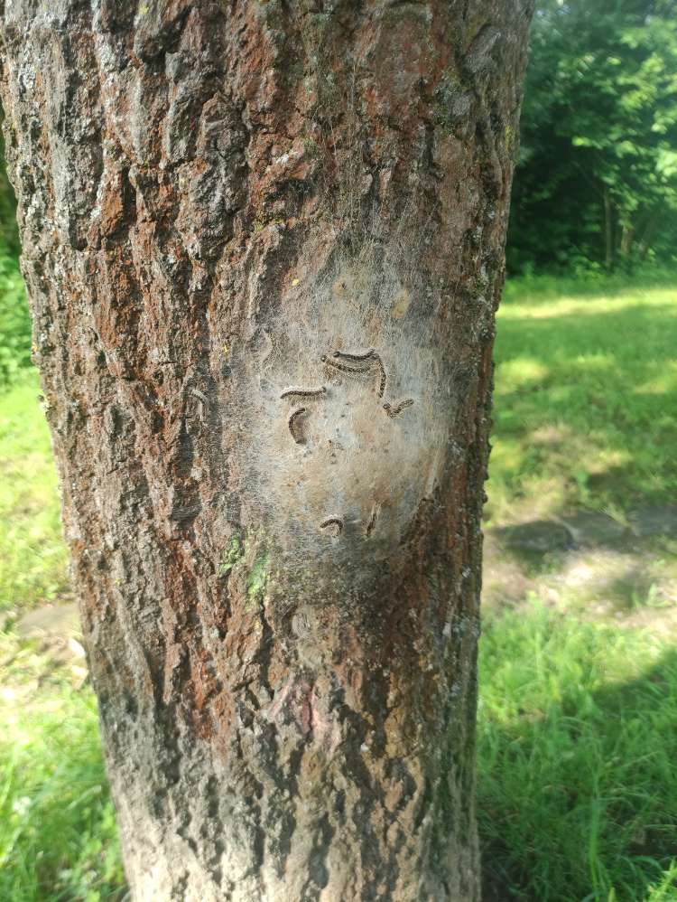 Giftköder-❗Nordsternpark EPS-Profilbild