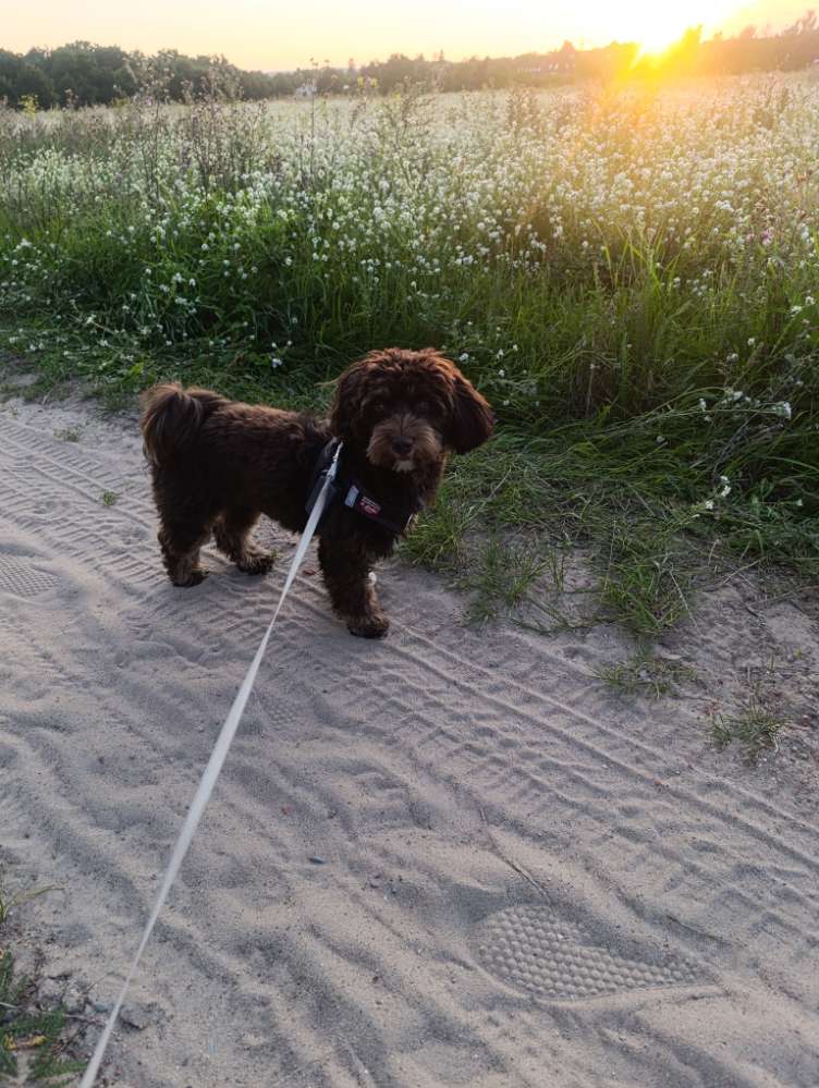 Hundetreffen-Spaziergefährte gesucht-Profilbild