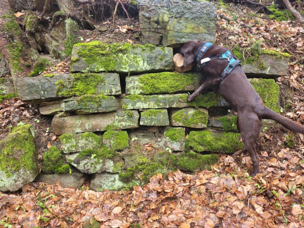 Hundetreffen-Gemeinsame Spielzeit/Gassi Runden-Profilbild