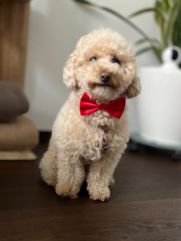 Hundetreffen-Kleine Hunde on Tour-Profilbild