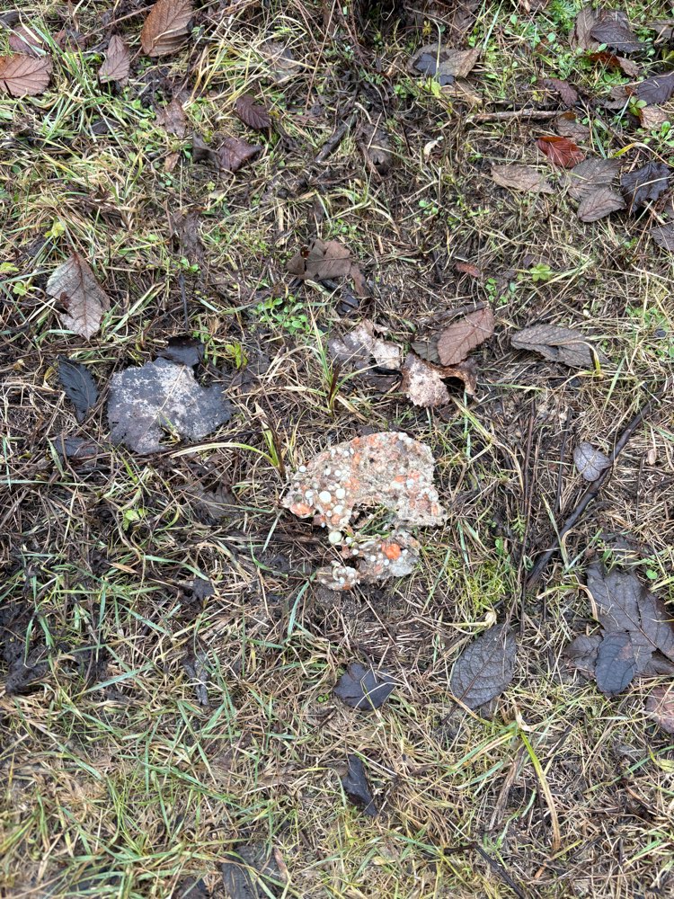 Giftköder-Eventuell Giftköder-Profilbild