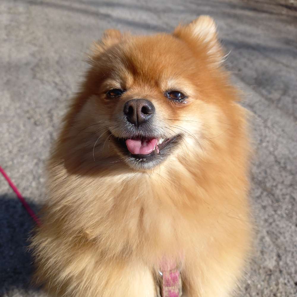 Hundetreffen-Kleinhundetreffen-Profilbild