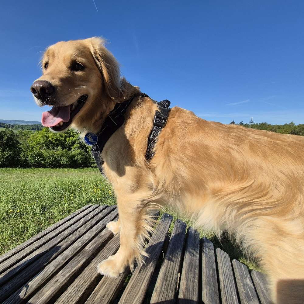 Hundetreffen-Hundespielen in Dettingen-Profilbild