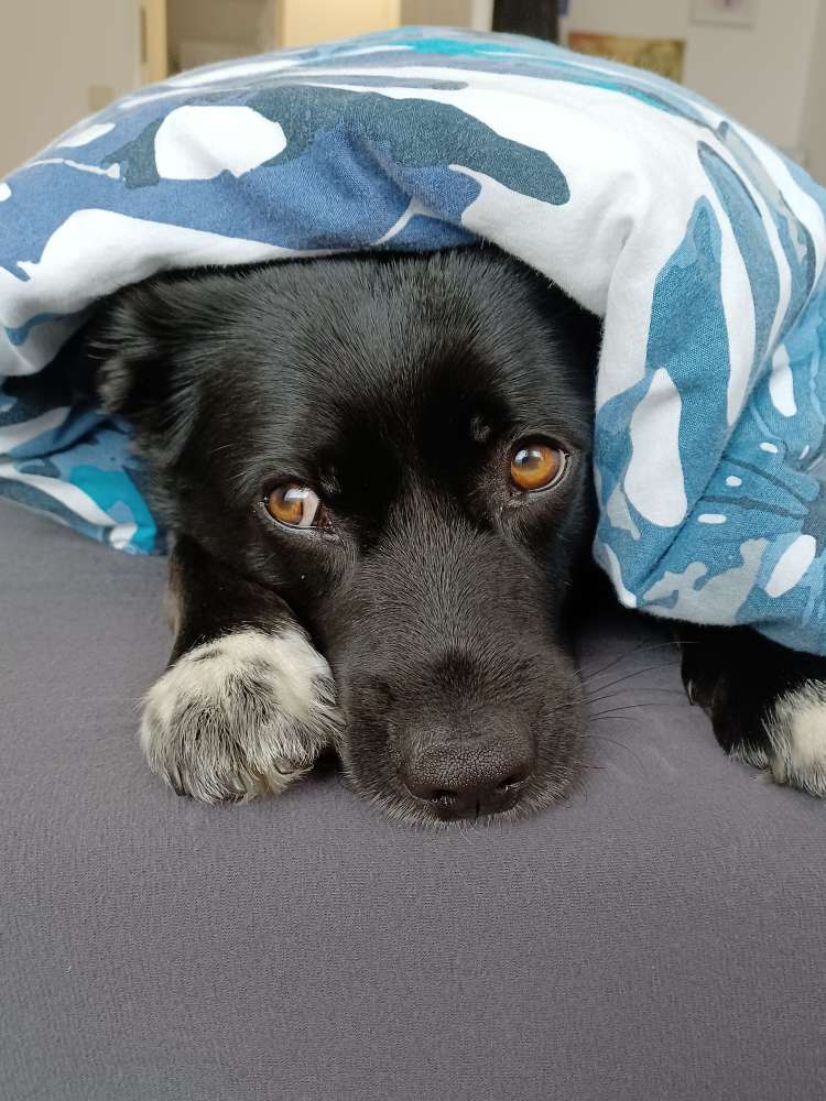 Hundetreffen-Gassirunde-Profilbild