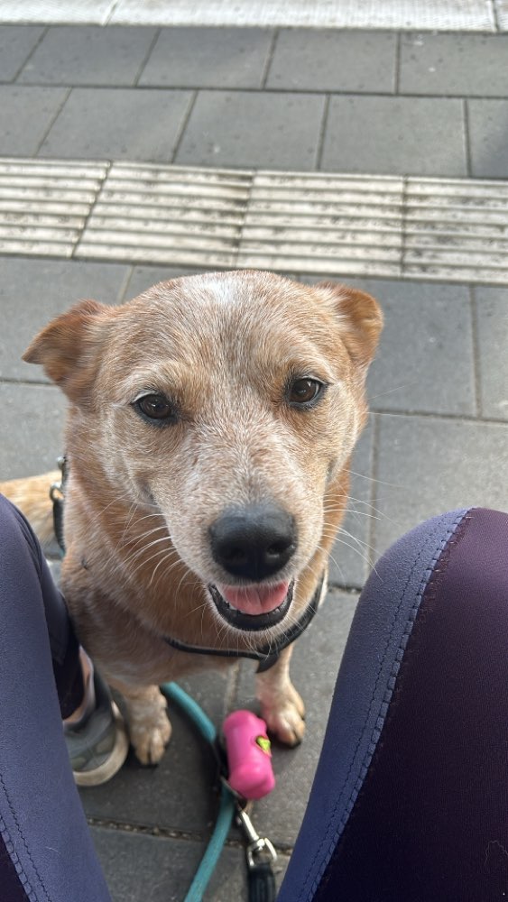 Hundetreffen-Hundetreffen-Profilbild