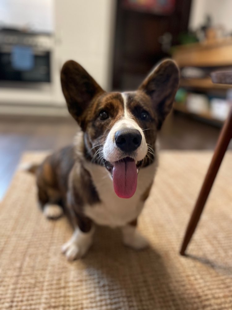 Hundetreffen-Hundebegegnungen/Social Walks-Profilbild