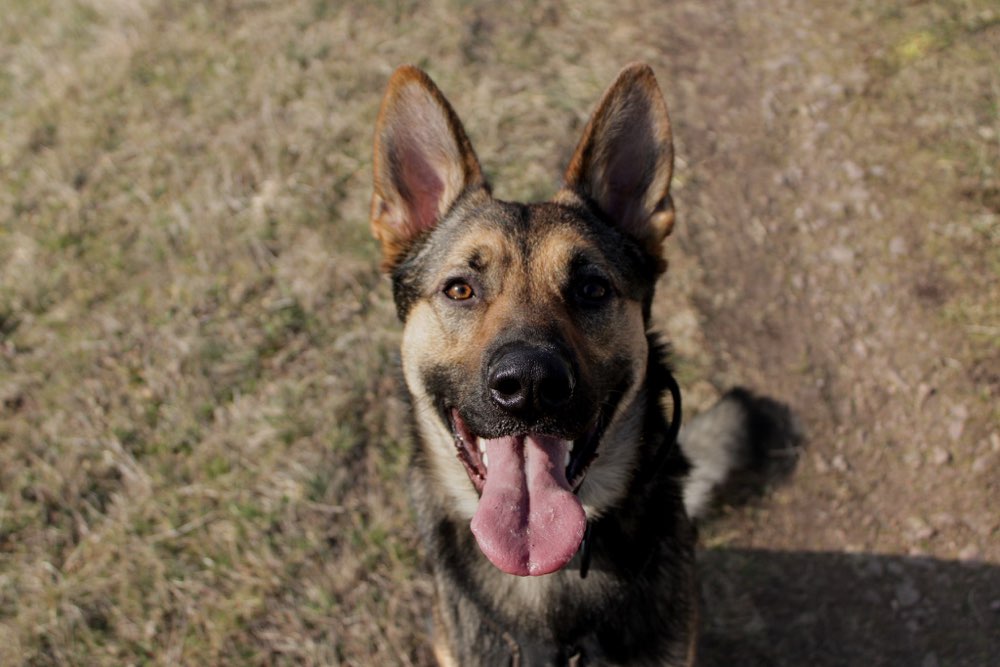 Hundetreffen-Sozialisierungsspaziergänge / Treffen-Profilbild