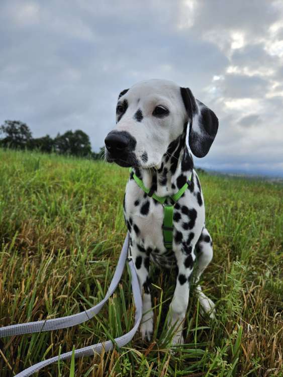 Hundetreffen-Welpenspielen-Profilbild