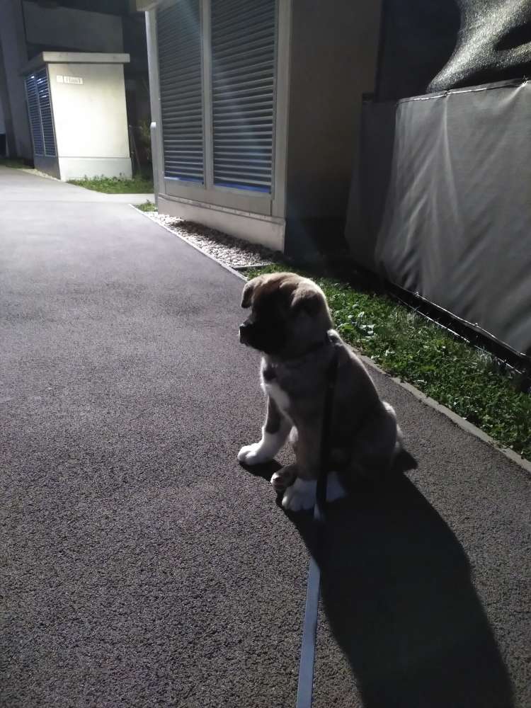 Hundetreffen-Welpentreffen 1210 Wien-Profilbild