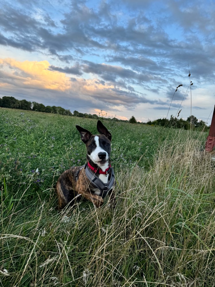 Hundetreffen-Junghunde-spiel-Profilbild