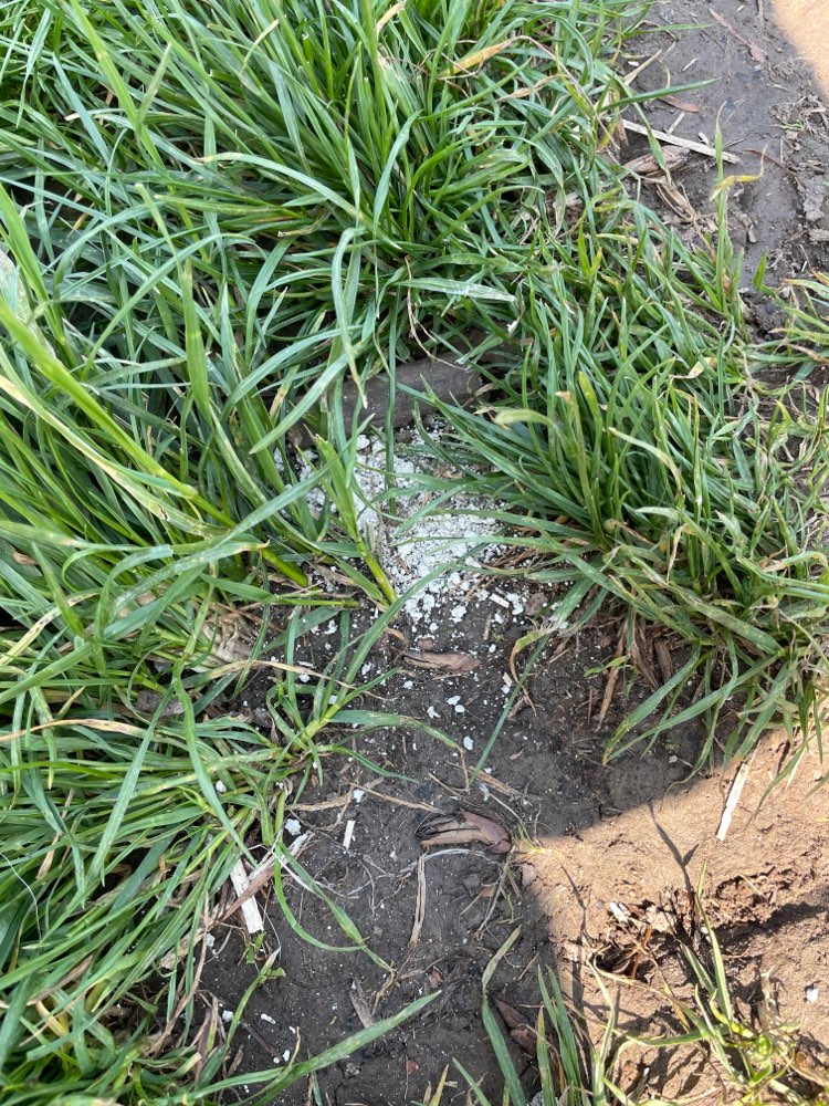 Giftköder-evtl Giftköder-Profilbild