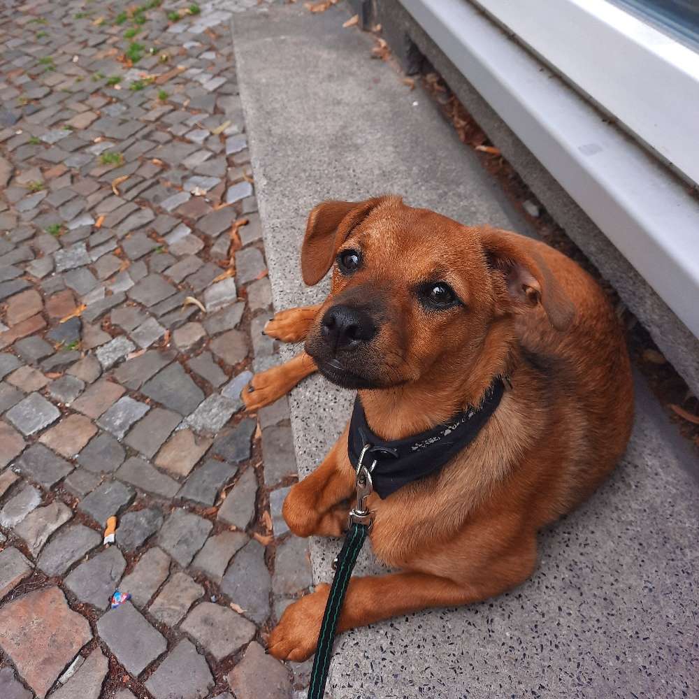 Hundetreffen-Welpen treffen-Profilbild