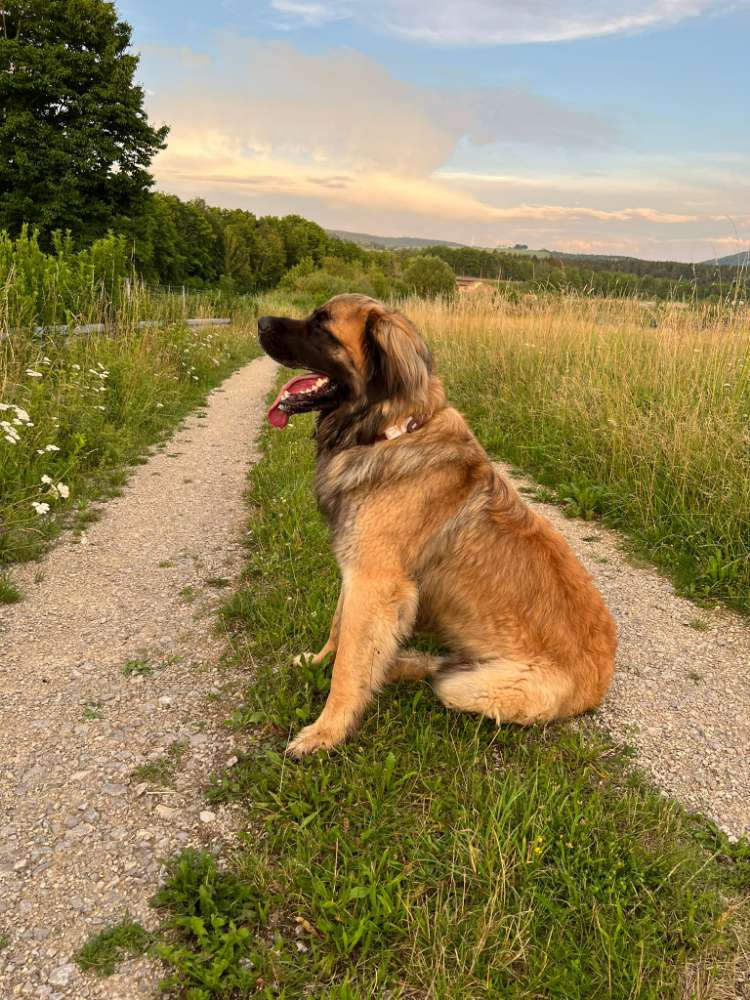 Hundetreffen-Treff für etwas größere Hunde in Bad Dürrheim und Umgebung-Profilbild