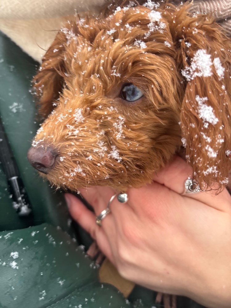 Hundetreffen-Junghündin Spieletreff-Profilbild