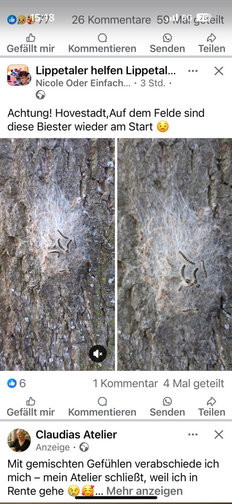 Giftköder-Eichenprozessionsspinner-Profilbild