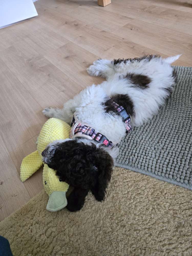 Hundetreffen-Welpentreff/Gassi-/Trainingspartner-Profilbild