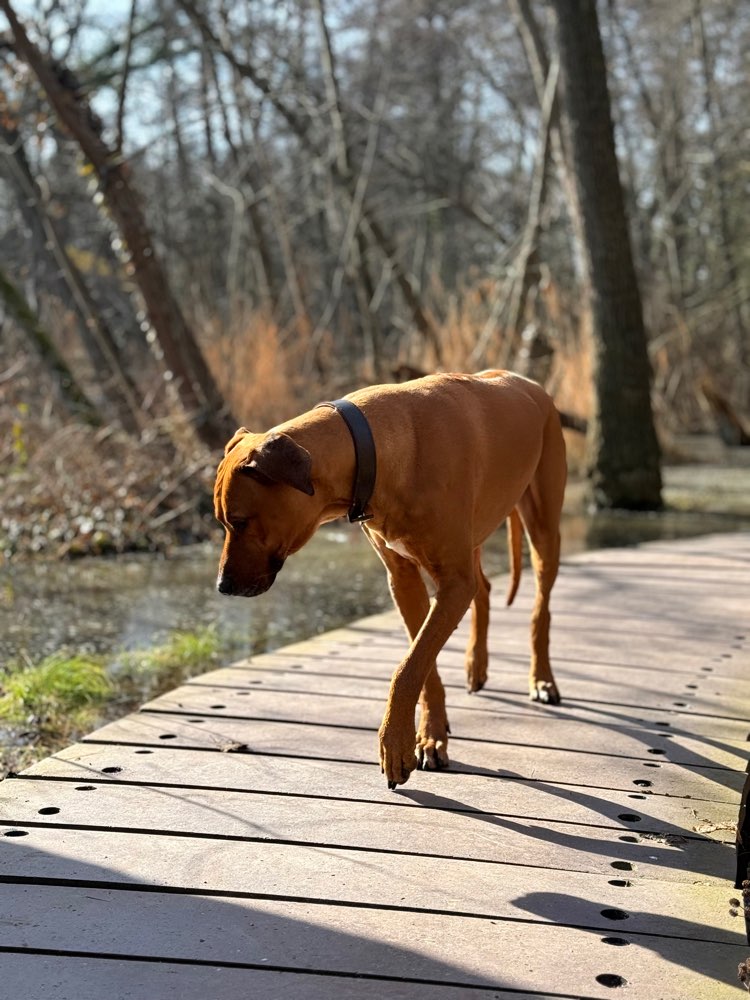 Hundetreffen-weibliche Hundefreunde gesucht-Profilbild