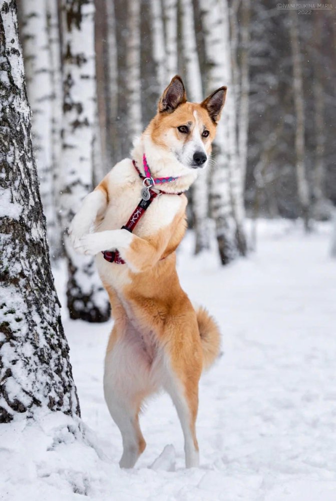 Hundetreffen-Spielpartner/in zum gelegentlichen toben.-Profilbild