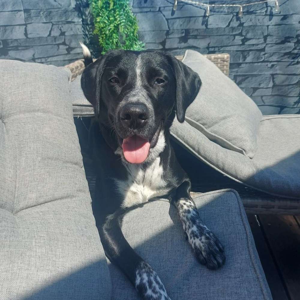 Hundetreffen-Spielfreude-Profilbild