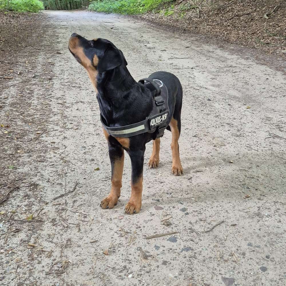 Hundetreffen-Spazieren/Spielen-Profilbild