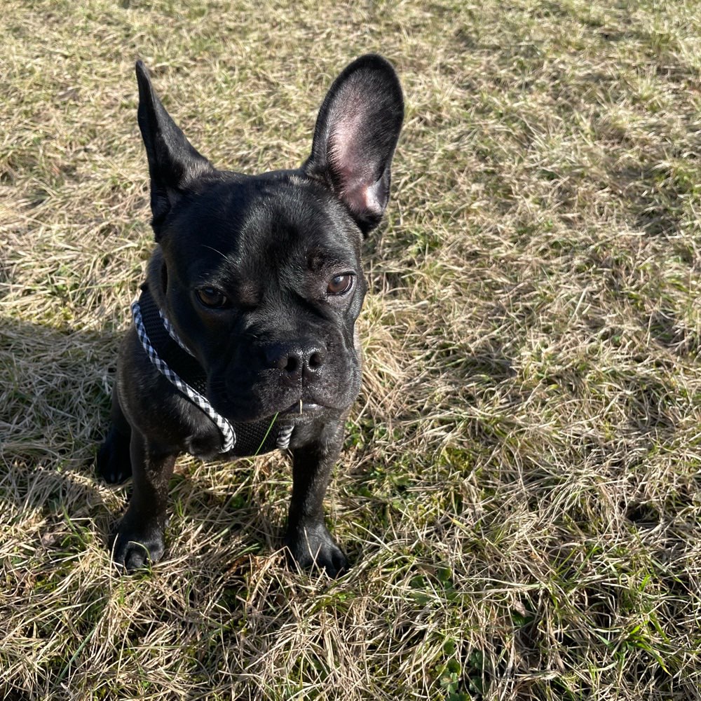 Hundetreffen-Gassi Runde und Spielzeit-Profilbild