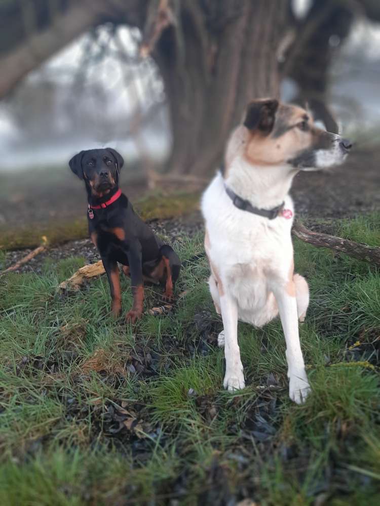 Hundetreffen-Gassirunde-Profilbild