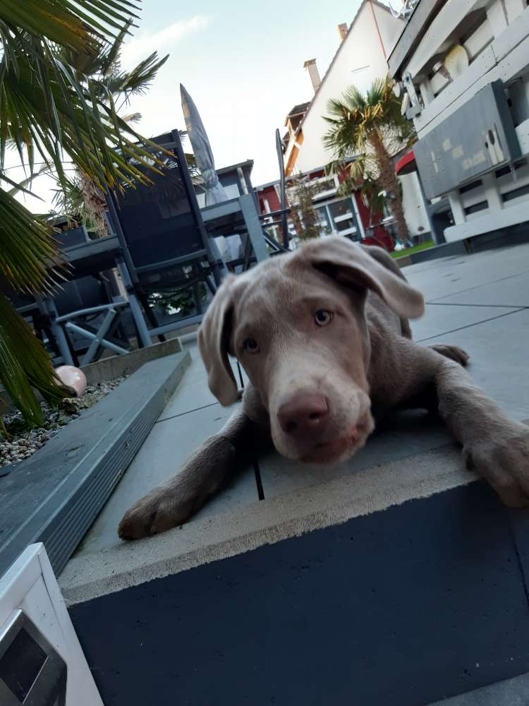 Hundetreffen-Spielen , laufen ,toben und quatschen-Profilbild