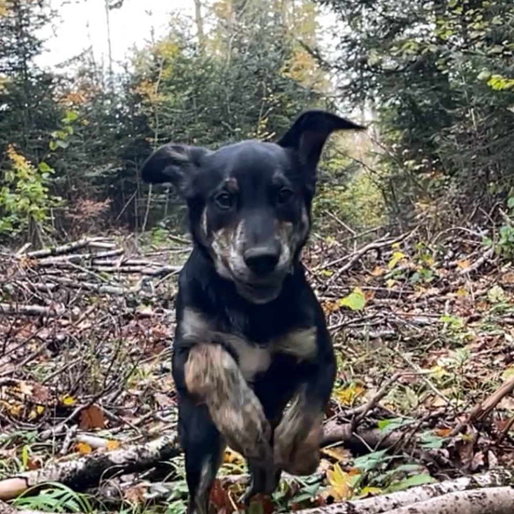 Hundetreffen-Spazieren und spielen-Profilbild