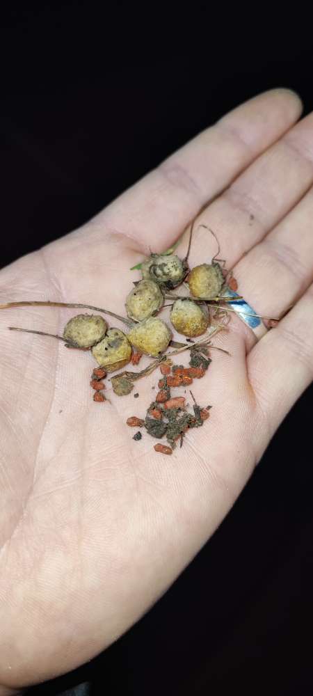 Giftköder-Giftköder-Profilbild