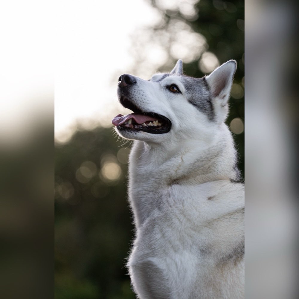 Hundetreffen-Fotoshooting:)-Profilbild