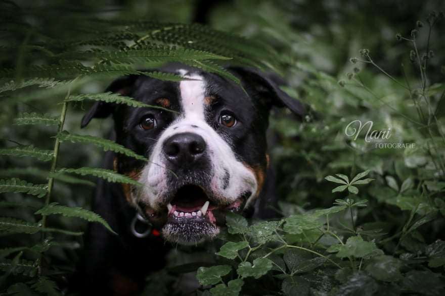 Hundetreffen-Gassi treffen-Profilbild
