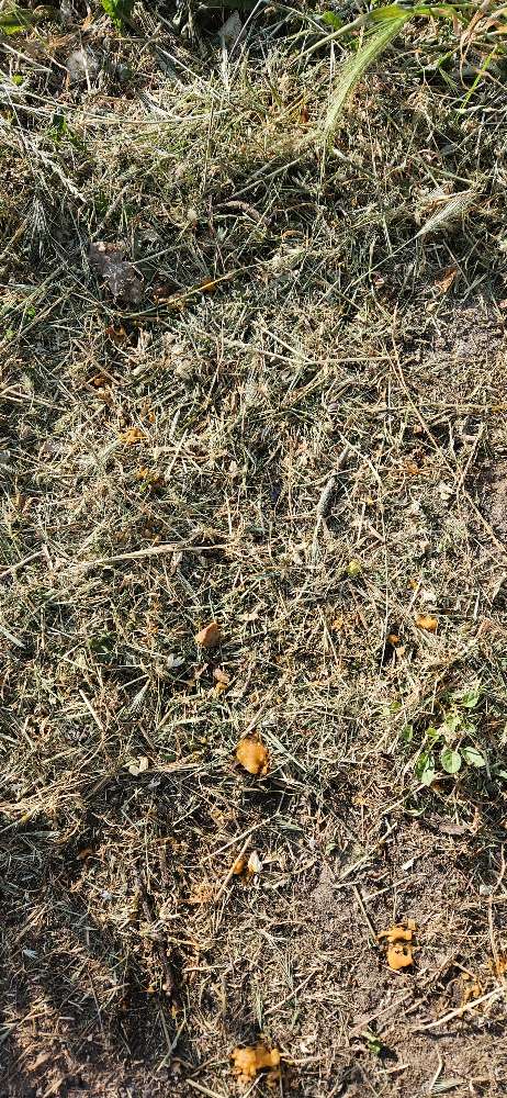 Giftköder-Möglicher Giftköder VIERNHEIM OST-Profilbild