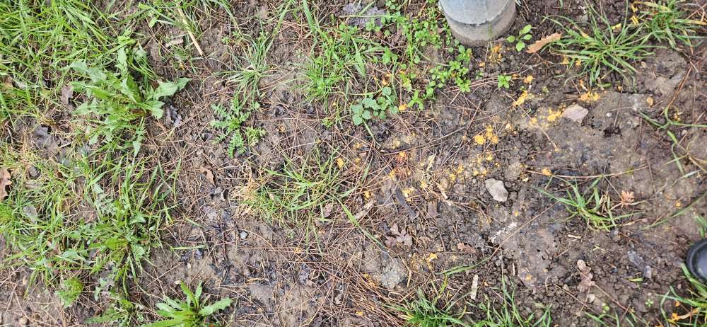 Giftköder-Mutmaßliche Auslegung von Giftköder-Profilbild