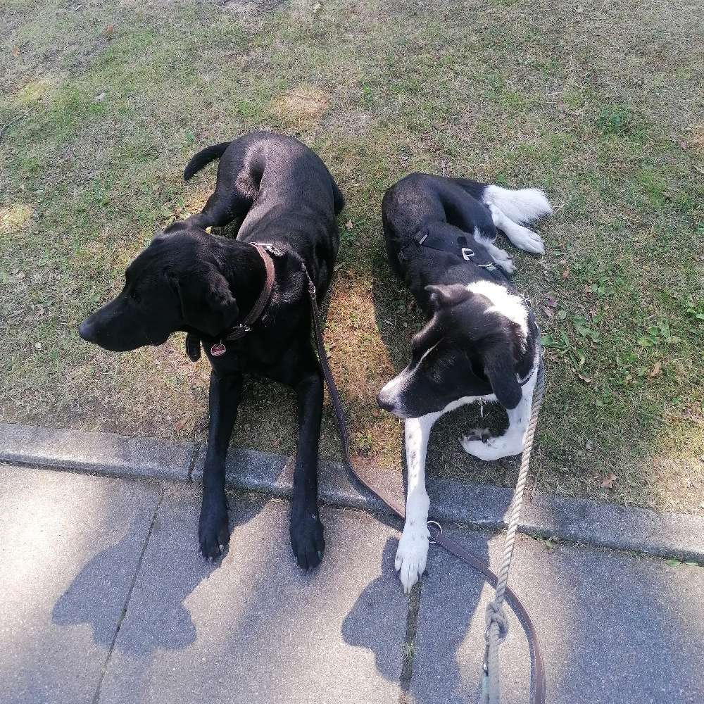 Hundetreffen-Social Walk-Profilbild