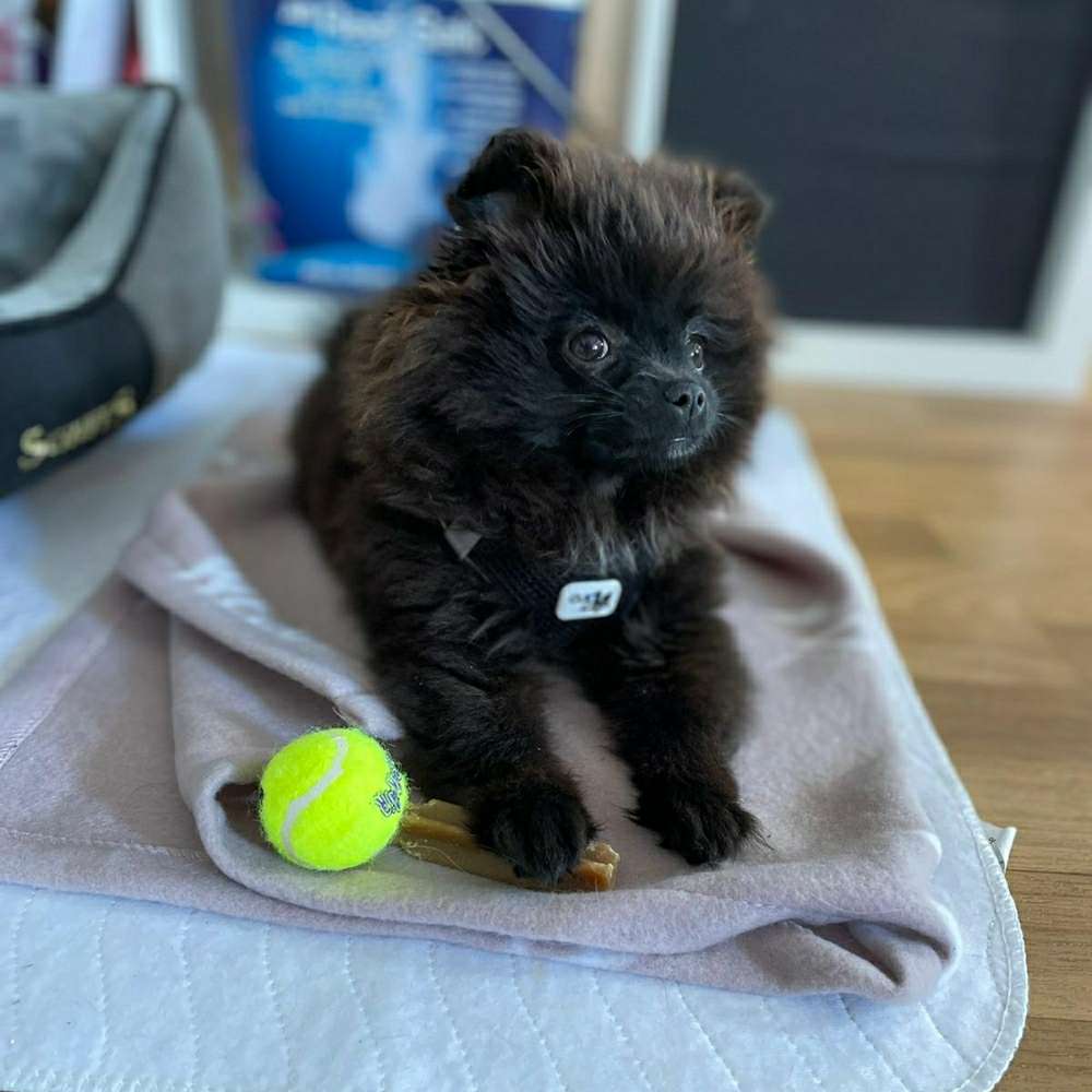 Hundetreffen-Kleinhunde Treff-Profilbild