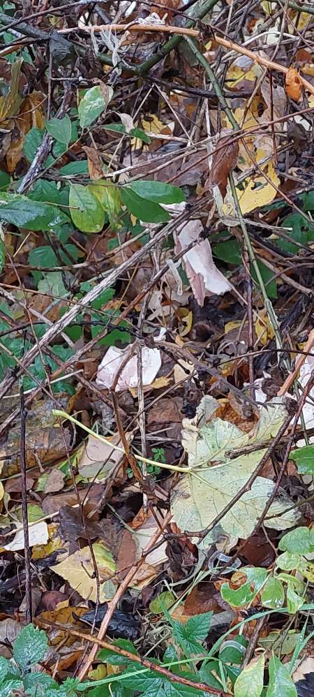 Giftköder-Ausgelegte Schinkenstreifen-Profilbild