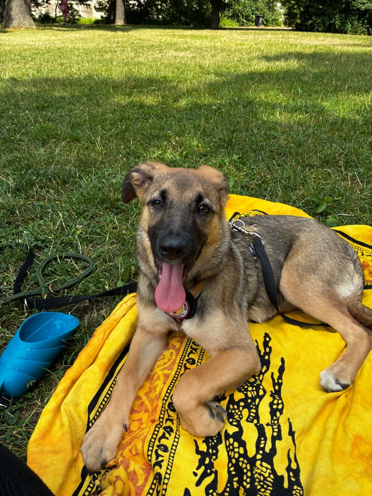 Hundetreffen-8 Monate alte Frieda sucht Spielbuddye-Profilbild