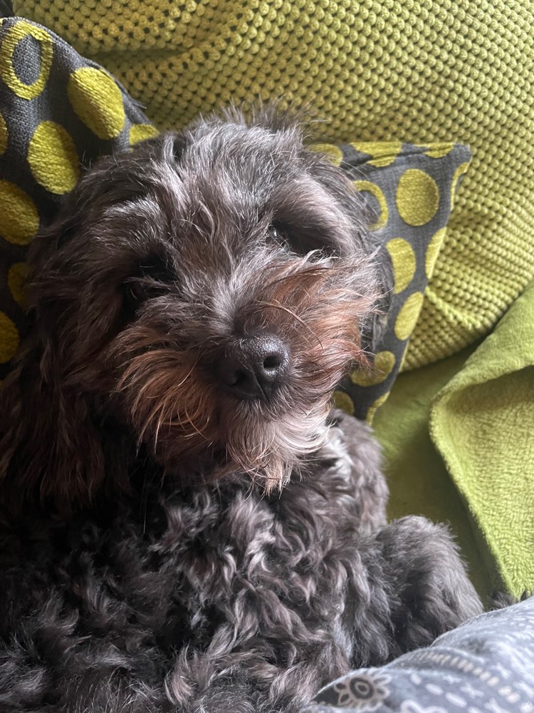 Hundetreffen-Spielpartner gesucht-Profilbild