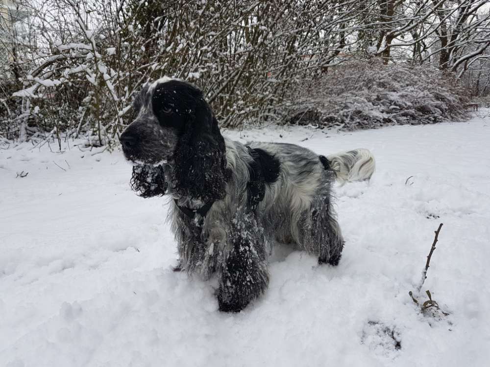 Hundetreffen-Gemeinsame Spaziergänge Teltow/Grunewald-Profilbild