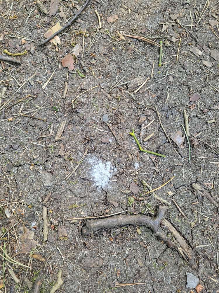 Giftköder-Dahlewitz - Weisses Pulver am Waldweg-Profilbild